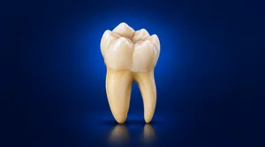 Pristine tooth model representing the long-lasting nature of a properly performed root canal